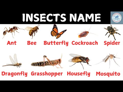 Insects Name | Insects Name with  Pictures | Insects Name For Kids| pooja nardia english classes I