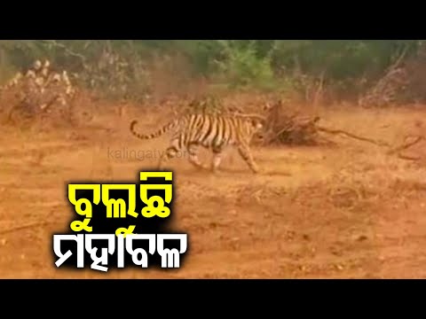 Tiger spotted in forest of Boudh district in Odisha, fear grips among locals | Kalinga TV