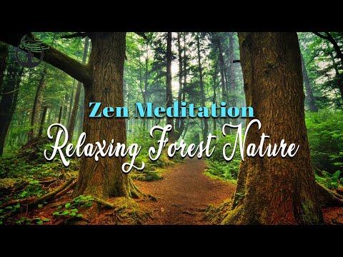 Relaxing Forest Nature | Zen Meditation Music | Easy YouTube Listening