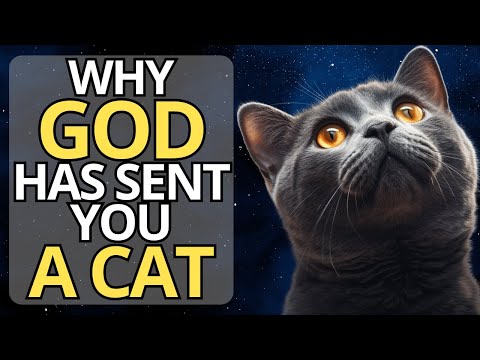 😺 Discover the SPIRITUALITY OF CATS | Why Has GOD BLESSED You with Their Presence? 😇🙏