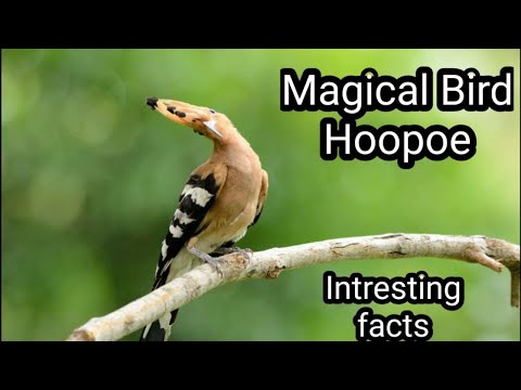 Hoopoe bird | Intresting facts