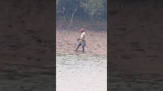 sundarban tiger attack #sundarban #sundarbanfishing #shortvideo