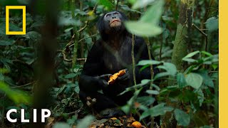 Bonobos Hunt Down Colobus Monkeys | Queens | National Geographic