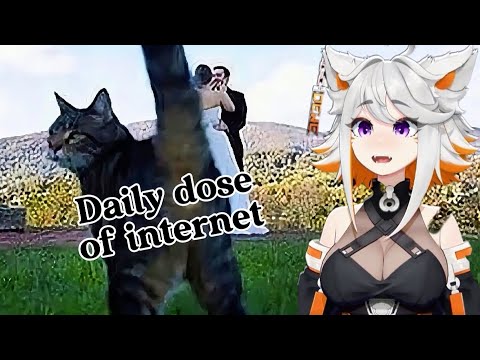 Deme reacts | Daily dose of internet try not laugh