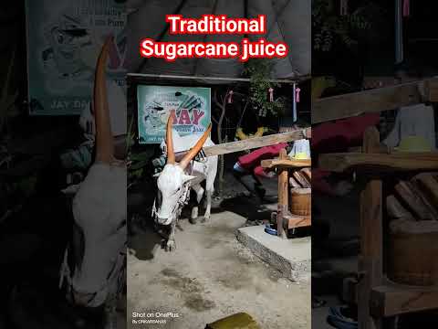 kachi Ghani Sugarcane Juice #viral #viralshorts #sugarcane #india #traditional #funtime #fun