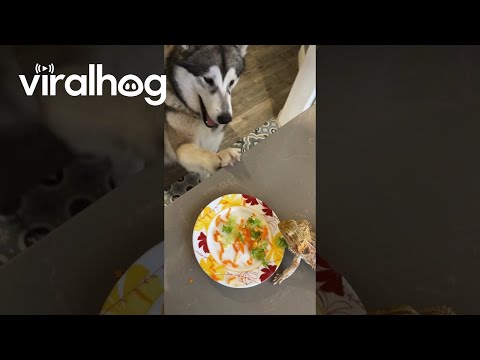 Malamute And Bearded Dragon Share Dinner || ViralHog