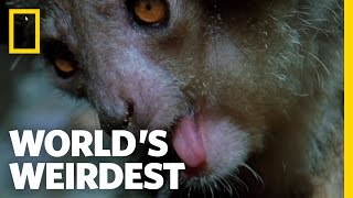 The Demon Primate | World's Weirdest