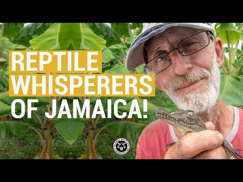 Reptile Whisperers of Jamaica!