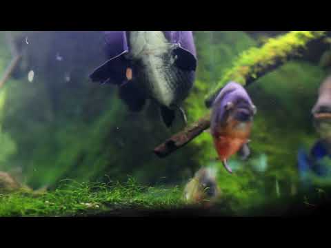 Tropical freshwater fish and moss in a tank #video #nature #water #fish