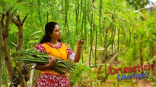 Delicious Drumsticks! (Moringa Pods) Recipes for tasty & colourful lunch table! | Traditional Me