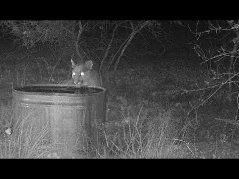 Wildlife camera Chiricahua Mountains in south east Arizona Cochise County Live streaming