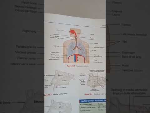 Respiratory organ 🫁 #youtubeshorts #shorts #shortsfeed #tranding