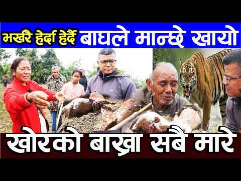 भर्खरै हेर्दा हेर्दै बाघले मान्छे खायो , खोरको बाख्रा सबै मारे  nigarani online tv exclusive