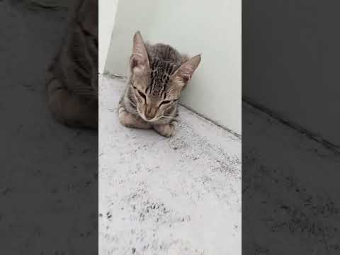 #shortsvideo #animallover #catvideos