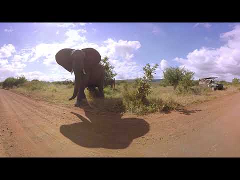 360 Degrees of Elephant Spotting in South Africa