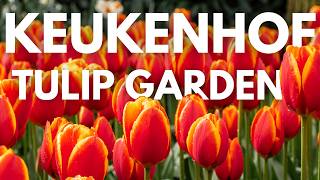 KEUKENHOF GARDEN 🌷 Best Tips for Visiting Keukenhof, Netherlands