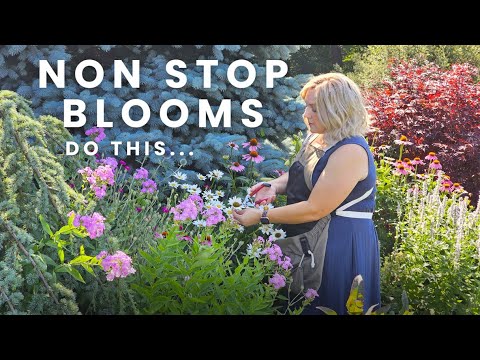 Blooms All Season Long. Deadheading to Produce More Flowers. Keep Your Garden Blooming.