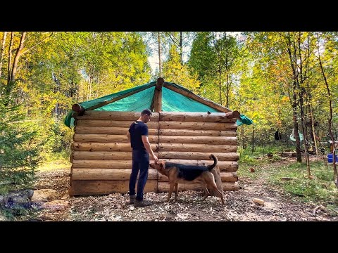 Autumn is approaching -Log cabin is overgrown with walls! Cold weather is just around the corner!