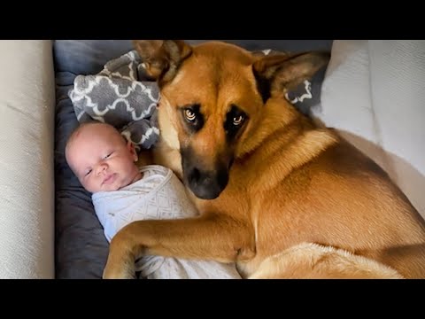 Huge German Shepherds Protect Baby As If It's Their Sibling