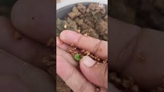 How to grow Tulsi plant from Tulsi seeds #shorts