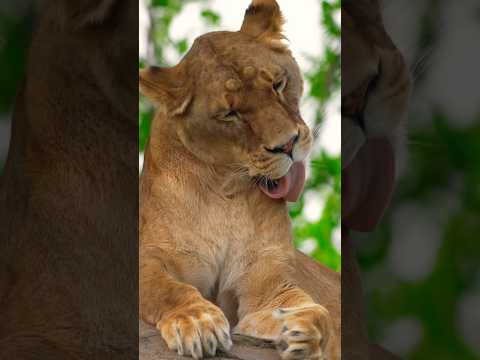 🦁 Lionesses Clean Themselves Just Like House Cats! 🛁