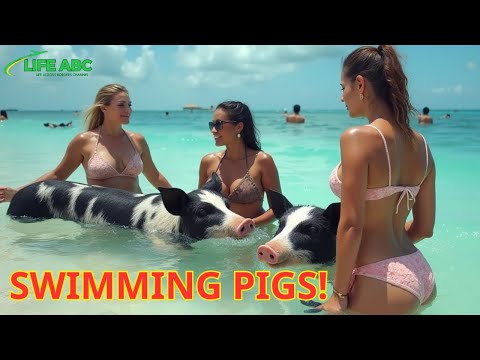 12 Shocking Facts About The Bahamas - WHERE YOU CAN SWIM WITH PIGS In The Stunning Caribbean Sea