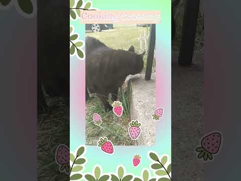 Summer Cat's Salad! #cookingcrossing #cat #cuteanimal #seniorcat #blackcat #blackcatshortsvideo