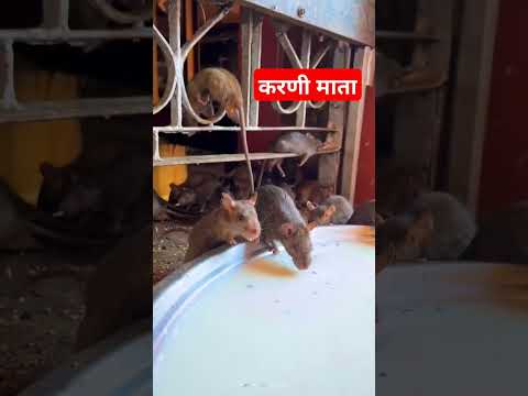 करणी माता मंदिर बीकानेर#shortvideo #viralvideo #explore @Anjudaiyabikaneri