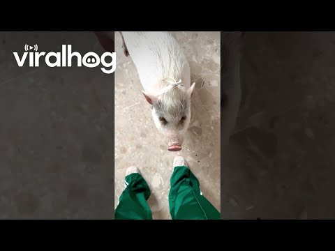 Pig Doesn't Like Blue Pants || ViralHog