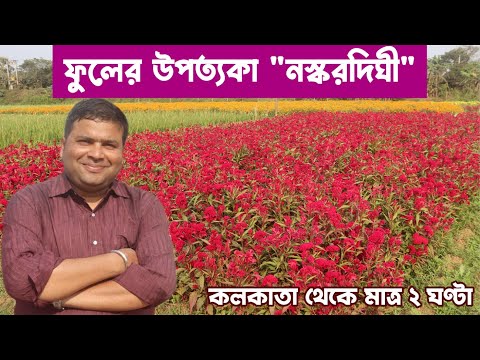 নস্করদিঘী : এক গোপন ফুলের সাম্রাজ্য : Naskardighi : Secret Flower Valley of West Bengal : Day Tour