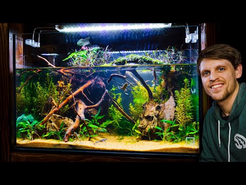 Dripping Jungle Paludarium for Community of Tiny Frogs (African Dwarf Frog Setup)