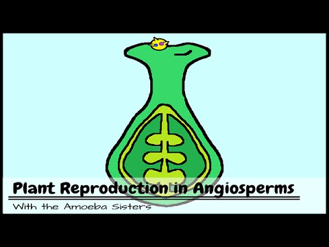 Plant Reproduction in Angiosperms