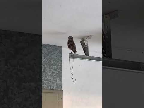 Owl in the garage