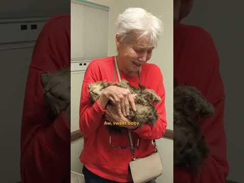 Cat Who Was Lost For Two Months After The Palisades Fires Finds Her Owner | The Dodo