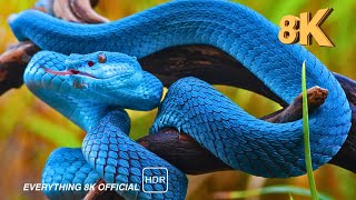 SNAKE |  Snake Videos Collection | EVERYTHIG 8K OFFICIAL