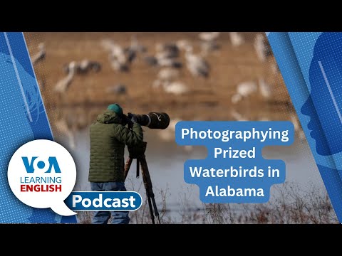 Birdwatching in Alabama, Spread thin, ISS stay, Prediction