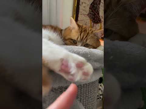 Cat gets toe beans tickled 🐾🐱  #gingercat #cuteanimal #cats #cute #gingercatclub #cutecat #catlover