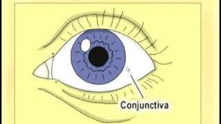 Ophthalmology Lecture - Eye Anatomy Part 1