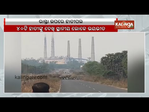 Herd of elephants disrupting roads of humans in Angul | Kalinga TV