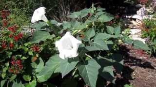 Moonflower Datura, Lisa's Landscape and Design's "Plant Pick of the Day"