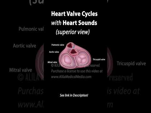 Heart Valve Cycle with Heart Sounds #heartsounds #heartvalve  #medicalanimation #science