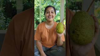 Mini Vlog 97 #kokan #food #recipe #breadfruit #swanandisardesai