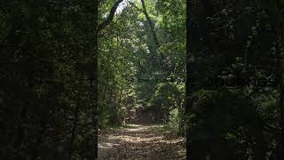 Birds Singing #asmr   #naturesounds #birdsounds #soundtherapy #gentlesounds  #junglesounds #shorts