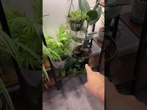 6-Tier Plant Stand with Grow Light