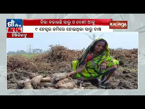 Farmers concerned over falling price of taro root in Hinjilicut | Kalinga TV