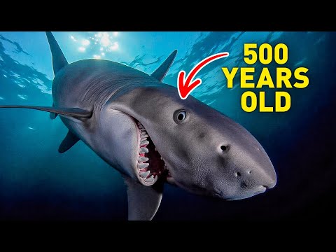 Greenland Shark: The Ancient Predator Older Than the United States!