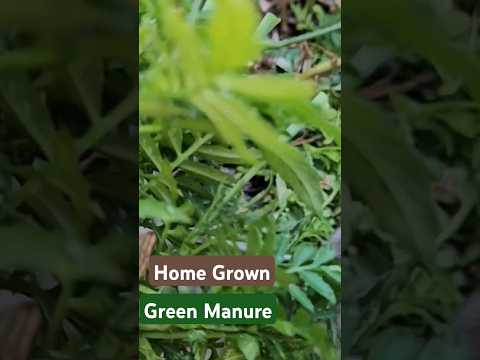 #containergardening Making homemade green manure for my containers