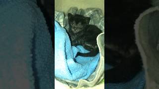 Can anybody guess how old he is here ? #blackcatshortsvideo #blackkitty #kittymoments #kittylife