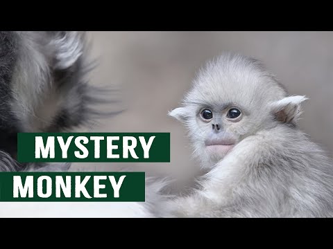 Mistaken For A Monster? The Lost Mystical Monkeys of Shangri-La