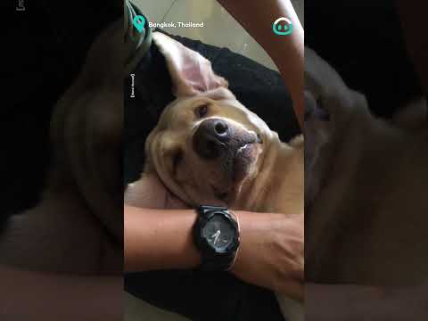 Dog Gets Best Massage Of His Life || ViralHog